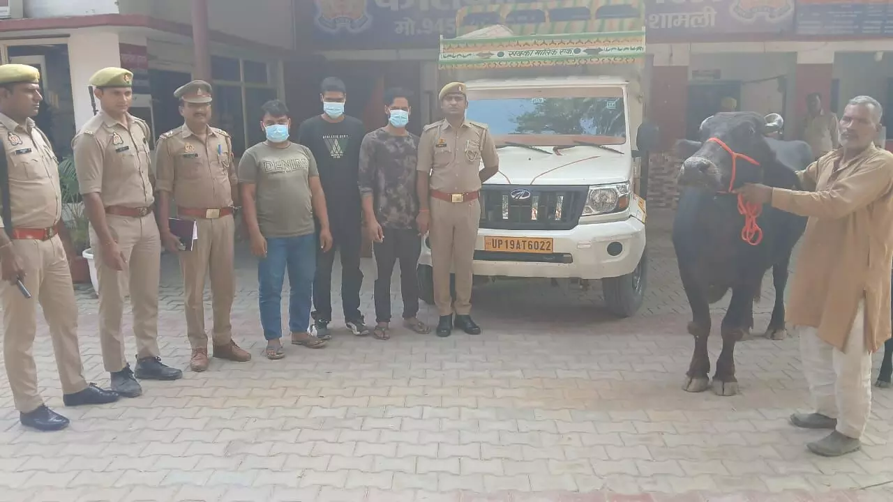 घटना का खुलासा- तीन आरोपी अरेस्ट- चोरी की भैंस बरामद घटना का खुलासा- तीन आरोपी अरेस्ट- चोरी की भैंस बरामद