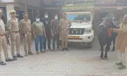 घटना का खुलासा- तीन आरोपी अरेस्ट- चोरी की भैंस बरामद
