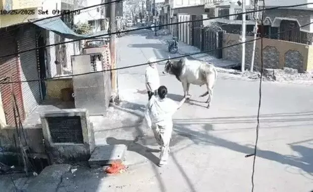 सांड ने बुजुर्ग को सींगों पर उठाकर पटका- मौत को देख खड़े हो गए थे.... सांड ने बुजुर्ग को सींगों पर उठाकर पटका- मौत को देख खड़े हो गए थे....