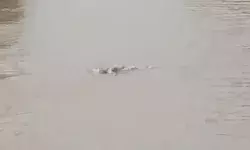 गंग नहर में तैरती मिली लाश- शव देख पब्लिक में मचा हड़कंप गंग नहर में तैरती मिली लाश- शव देख पब्लिक में मचा हड़कंप