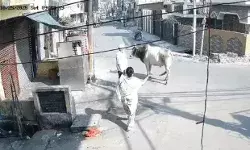 सांड ने बुजुर्ग को सींगों पर उठाकर पटका- मौत को देख खड़े हो गए थे.... सांड ने बुजुर्ग को सींगों पर उठाकर पटका- मौत को देख खड़े हो गए थे....