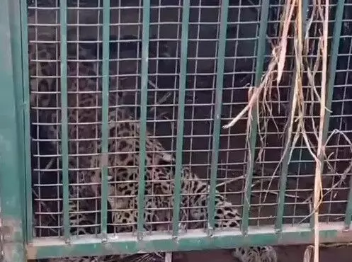 शिकार के लालच में पिंजरे में कैद हुआ गुलदार- निकलने को खूब गुर्राया शिकार के लालच में पिंजरे में कैद हुआ गुलदार- निकलने को खूब गुर्राया