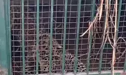 शिकार के लालच में पिंजरे में कैद हुआ गुलदार- निकलने को खूब गुर्राया