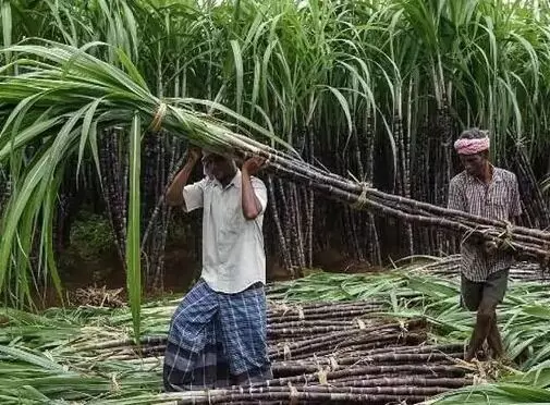 योगी सरकार का किसानों को बड़ा तोहफा- गन्ने की कीमतें बढ़ाई- अब हुई.. योगी सरकार का किसानों को बड़ा तोहफा- गन्ने की कीमतें बढ़ाई- अब हुई..