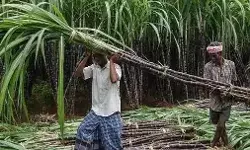 योगी सरकार का किसानों को बड़ा तोहफा- गन्ने की कीमतें बढ़ाई- अब हुई..