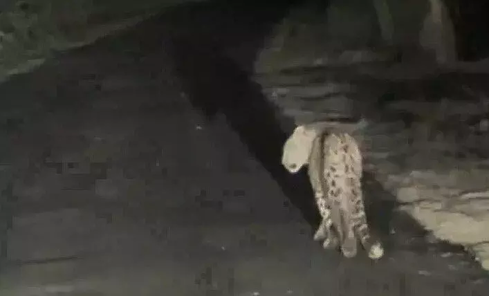 कार सवार को सड़क पर घूमते दिखाई दिए गुलदार ने बढाई लोगों की धुकधुकी कार सवार को सड़क पर घूमते दिखाई दिए गुलदार ने बढाई लोगों की धुकधुकी