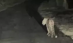 कार सवार को सड़क पर घूमते दिखाई दिए गुलदार ने बढाई लोगों की धुकधुकी कार सवार को सड़क पर घूमते दिखाई दिए गुलदार ने बढाई लोगों की धुकधुकी