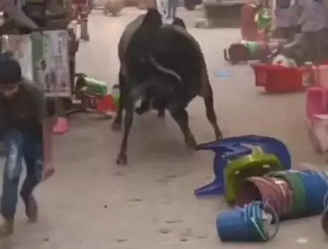 दो सांडों की लड़ाई से बाजार में भगदड़- दुकानों को नुकसान.... दो सांडों की लड़ाई से बाजार में भगदड़- दुकानों को नुकसान....