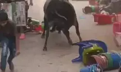 दो सांडों की लड़ाई से बाजार में भगदड़- दुकानों को नुकसान.... दो सांडों की लड़ाई से बाजार में भगदड़- दुकानों को नुकसान....