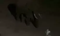 आबादी के पास जंगली हाथी की चहल कदमी- दहशत में सूखा लोगों का हलक