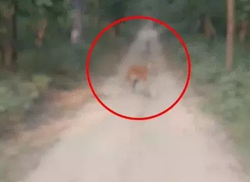 जिप्सी पर झपट्टा मार टाइगर ने पर्यटकों को दौड़ाया- बाल बाल बचा परिवार जिप्सी पर झपट्टा मार टाइगर ने पर्यटकों को दौड़ाया- बाल बाल बचा परिवार