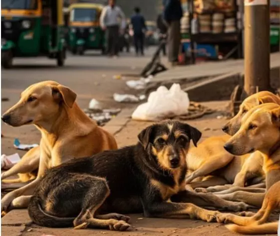 आवारा कुत्ता मामला- SC में पेश हुए राज्यों के मुख्य सचिव- फिर मिली आवारा कुत्ता मामला- SC में पेश हुए राज्यों के मुख्य सचिव- फिर मिली