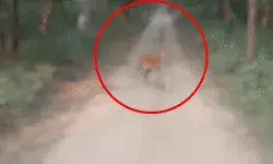 जिप्सी पर झपट्टा मार टाइगर ने पर्यटकों को दौड़ाया- बाल बाल बचा परिवार