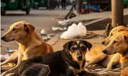 आवारा कुत्ता मामला- SC में पेश हुए राज्यों के मुख्य सचिव- फिर मिली