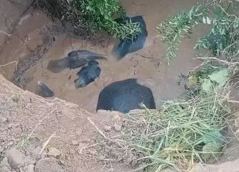 कुएं में गिरे हाथी 8 घंटे बाद निकल गए बाहर- एक बच्चा भी शामिल कुएं में गिरे हाथी 8 घंटे बाद निकल गए बाहर- एक बच्चा भी शामिल