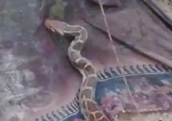 गौशाला में अजगर निकलने से ग्रामीणों में मचा हड़कंप- वन विभाग गौशाला में अजगर निकलने से ग्रामीणों में मचा हड़कंप- वन विभाग