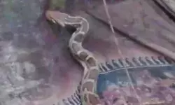 गौशाला में अजगर निकलने से ग्रामीणों में मचा हड़कंप- वन विभाग गौशाला में अजगर निकलने से ग्रामीणों में मचा हड़कंप- वन विभाग