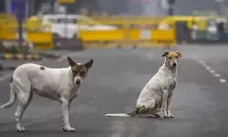 आवारा कुत्तों को लेकर सुप्रीम कोर्ट का बड़ा निर्देश- नसबंदी करके.. आवारा कुत्तों को लेकर सुप्रीम कोर्ट का बड़ा निर्देश- नसबंदी करके..