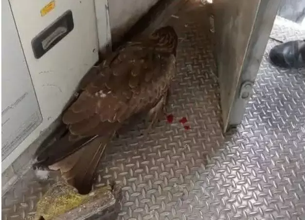 चलती ट्रेन से टकराई चील विंडस्क्रीन तोड़ केबिन में गिरी- पायलट के..