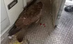 चलती ट्रेन से टकराई चील विंडस्क्रीन तोड़ केबिन में गिरी- पायलट के..