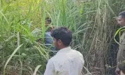 मासूम को उठा ले गया भेड़िया- पूरे इलाके में बना हुआ है भय का माहौल