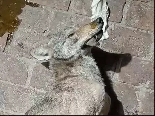 एनकाउंटर में भेड़िया हुआ ढेर- 10 कदम चला और फिर धडाम से गिरा एनकाउंटर में भेड़िया हुआ ढेर- 10 कदम चला और फिर धडाम से गिरा