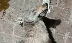 एनकाउंटर में भेड़िया हुआ ढेर- 10 कदम चला और फिर धडाम से गिरा एनकाउंटर में भेड़िया हुआ ढेर- 10 कदम चला और फिर धडाम से गिरा