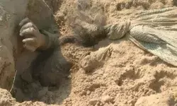 कुत्तों ने खोला लड़की के मर्डर का राज- खोज निकाली लड़की की लाश कुत्तों ने खोला लड़की के मर्डर का राज- खोज निकाली लड़की की लाश