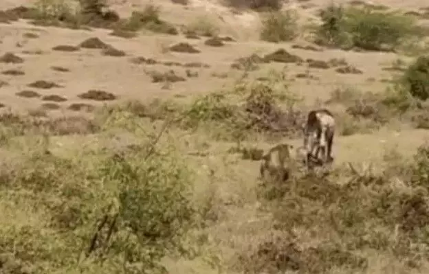 झाड़ी में घात लगाकर बैठे बाघ ने किया सांड का शिकार-3 मिनट में कर दिया..