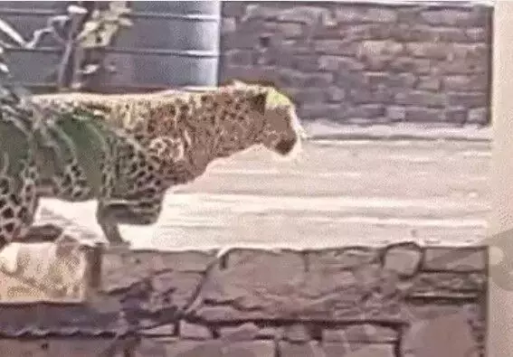 मंत्री के बंगले और स्कूल में घुसा लेपर्ड- क्लास रूम में बच्चे बंद