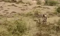 झाड़ी में घात लगाकर बैठे बाघ ने किया सांड का शिकार-3 मिनट में कर दिया.. झाड़ी में घात लगाकर बैठे बाघ ने किया सांड का शिकार-3 मिनट में कर दिया..