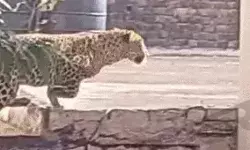 मंत्री के बंगले और स्कूल में घुसा लेपर्ड- क्लास रूम में बच्चे बंद