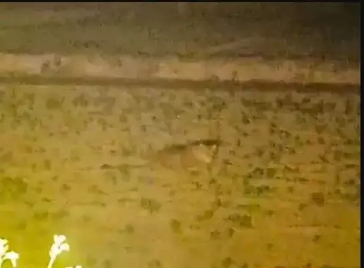 सरसों के खेत में बैठे दिखाई दिए तेंदुए ने ग्रामीणों की सांसे अटकाई