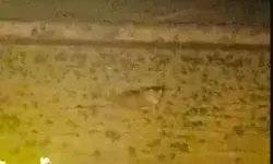 सरसों के खेत में बैठे दिखाई दिए तेंदुए ने ग्रामीणों की सांसे अटकाई