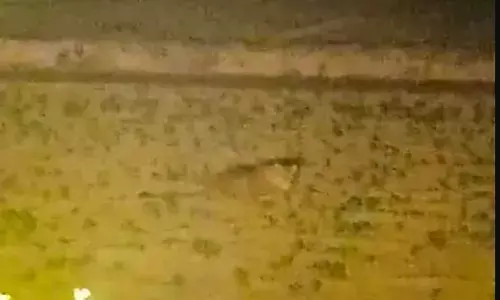 सरसों के खेत में बैठे दिखाई दिए तेंदुए ने ग्रामीणों की सांसे अटकाई