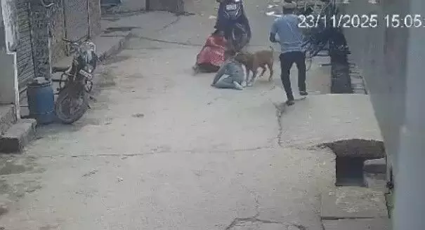 6 साल के बच्चे पर पिटबुल अटैक- नोंचने पर कटकर नीचे गिरा कान