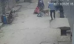 6 साल के बच्चे पर पिटबुल अटैक- नोंचने पर कटकर नीचे गिरा कान 6 साल के बच्चे पर पिटबुल अटैक- नोंचने पर कटकर नीचे गिरा कान