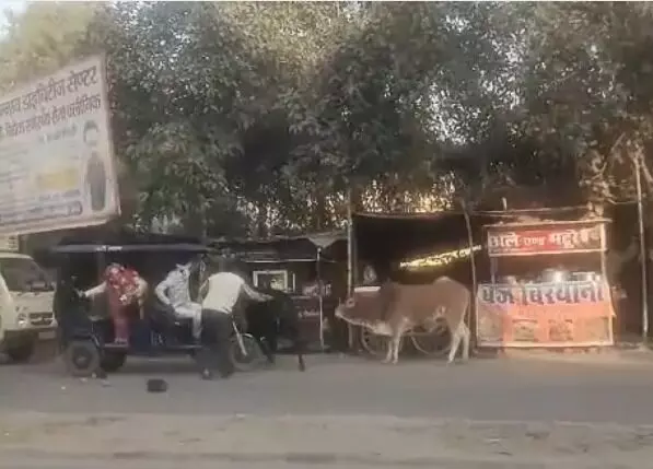 सांडों की लड़ाई की चपेट में आया सवारियों से भरा ई रिक्शा सड़क पर पलटा सांडों की लड़ाई की चपेट में आया सवारियों से भरा ई रिक्शा सड़क पर पलटा