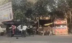 सांडों की लड़ाई की चपेट में आया सवारियों से भरा ई रिक्शा सड़क पर पलटा