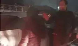 जाम में फंसी दरोगा कपल पर उबली-बोली मुंह में कर दूंगी..-लाइन हाजिर