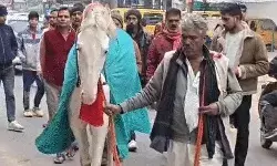 पुलिस ने ढूंढ निकाला चोरी हुआ मोहर्रम का घोड़ा-जीजा साले ने किया था चोरी