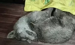 मुठभेड़ में भेड़िया हुआ ढेर-वन विभाग के शूटर ने सुलाया मौत की नींद मुठभेड़ में भेड़िया हुआ ढेर-वन विभाग के शूटर ने सुलाया मौत की नींद