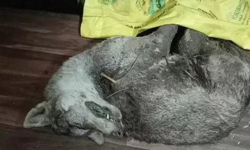 मुठभेड़ में भेड़िया हुआ ढेर-वन विभाग के शूटर ने सुलाया मौत की नींद