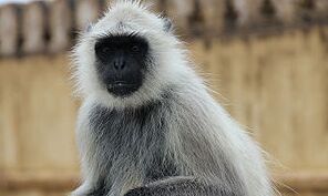 बन्दरों के आतंक ने किया मजबूर, किराये पर सभासद लाया लंगूर