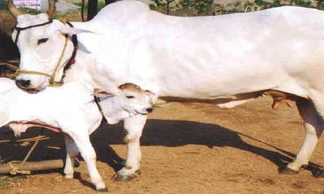 गौशाला प्रबन्धन पर तीन दिवसीय प्रशिक्षण कार्यक्रम कल से प्रारम्भ