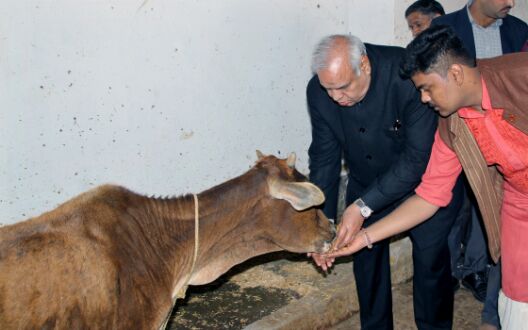 मिनिस्टर सत्यदेव पचौरी ने देवरहा बाबा आश्रम में संचालित नारायण गौशाला का किया निरीक्षण