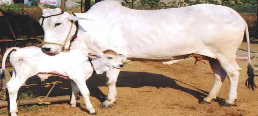 गौशाला प्रबन्धन पर तीन दिवसीय प्रशिक्षण कार्यक्रम कल से प्रारम्भ
