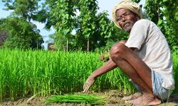 औद्यानिक खेती एवं खाद्य प्रसंस्करण का प्रशिक्षण देकर सरकार बढ़ा रही है, आय के साधन औद्यानिक खेती एवं खाद्य प्रसंस्करण का प्रशिक्षण देकर सरकार बढ़ा रही है, आय के साधन