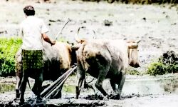 सहकारिता विभाग किसानों की आय वृद्धि मेे निभा रहा महत्वपूर्ण भूमिका सहकारिता विभाग किसानों की आय वृद्धि मेे निभा रहा महत्वपूर्ण भूमिका