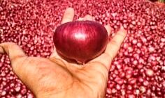 सरकार ने प्‍याज का न्‍यूनतम निर्यात मूल्‍य 850 डॉलर प्रति टन तय किया